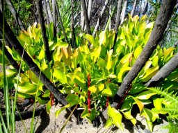 Protea cynaroides resprouting