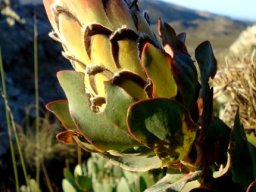 Protea eximia bud
