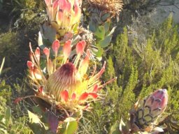Protea eximia in flower