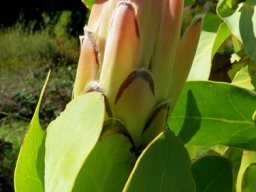Protea eximia bud in Kirstenbosch