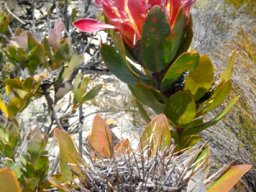 Protea eximia, the old and the new