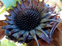 Protea eximia flowerhead receptacle remains