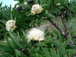 Protea gaguedi leaves