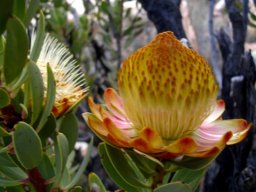 Protea glabra early blooming stage