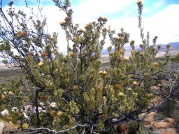 Protea glabra
