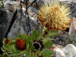 Protea glabra flowering stages
