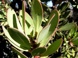 Protea glabra old stem-tip