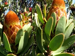 Protea glabra lengthening buds