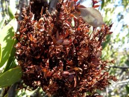 Protea glabra hosting witch&#039;s broom