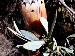Protea laurifolia