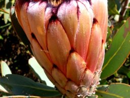 Protea laurifolia flowerhead