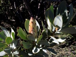 Protea laurifolia stem-tips