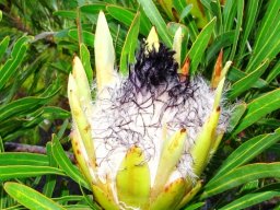 Protea longifolia
