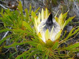 Protea longifolia long leaves
