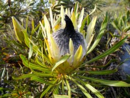 Protea longifolia waiting to be copied