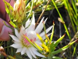 Protea mucronifolia flowerheads