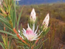 Protea mucronifolia, the daggerleaf sugarbush