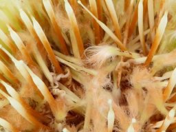 Protea mundii inside the flowerhead