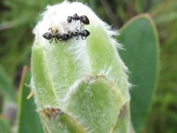 Protea mundii ant patrol