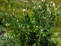 Protea mundii