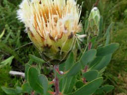 Protea mundii old and young