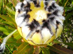 Protea neriifolia noticed long ago