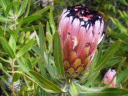 Protea neriifolia