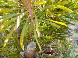 Protea neriifolia leaves and fruitheads