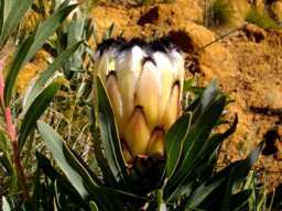Protea neriifolia involucre