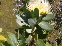 Protea nitida flowerhead open