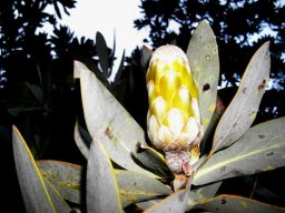 Protea nitida bud in an early oblong stage
