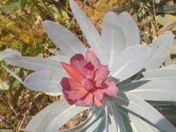 Protea nitida stem-tip leaves
