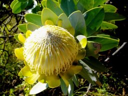 Protea nitida flowerhead