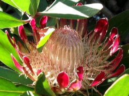 Protea obtusifolia old flowerhead
