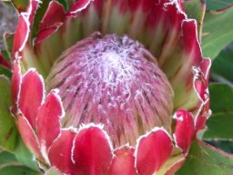 Protea obtusifolia young, closed perianths