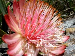 Protea parvula open flowerhead