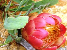 Protea parvula flowerhead opening at Kaapsche Hoop