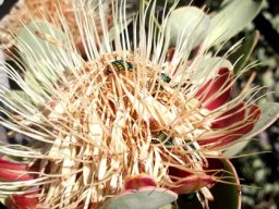 Protea punctata old flowerhead