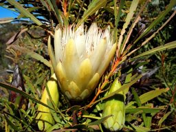 Protea repens cone shapes