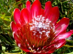 Protea, a flowerhead resembling repens