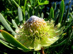 Protea scolymocephala florets transforming