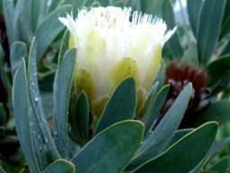 Protea subvestita white flowerhead