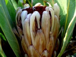 Protea lorifolia