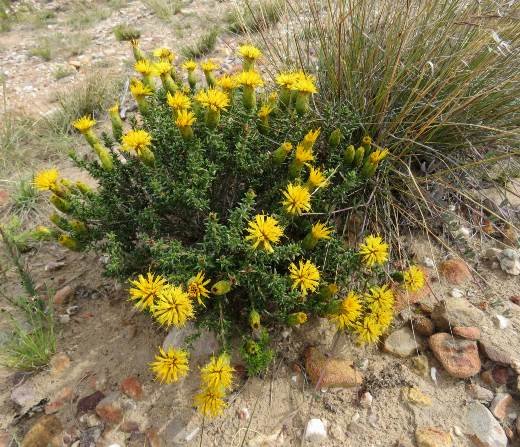 Pteronia elongata flowerheads
