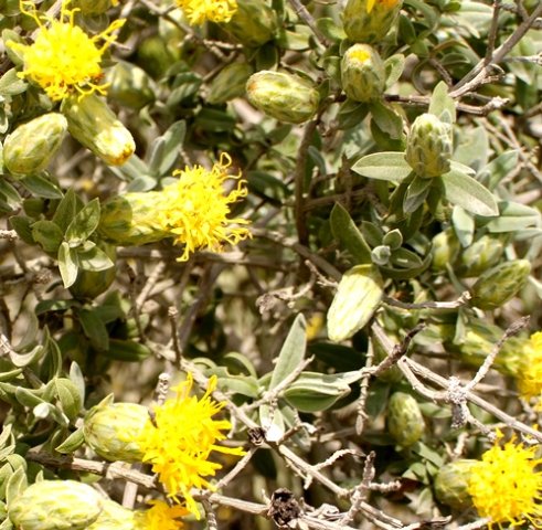 Pteronia onobromoides