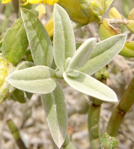 Pteronia onobromoides stem-tip