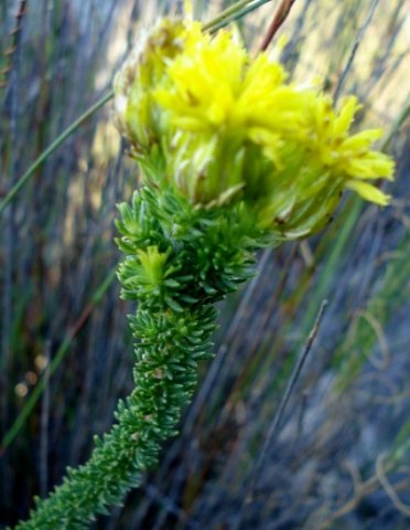 Pteronia stricta var. stricta