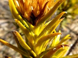 Pteronia fasciculata stem-tip flowerhead