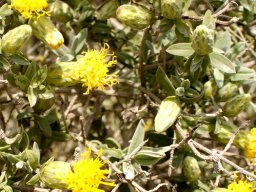 Pteronia onobromoides