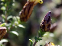 Pteronia staehelinoides bud